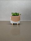 Corgi Ceramic Plant Pot