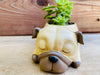 Pug Succulent Pot