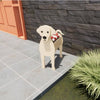 Labrador Retriever Dog Planter - Goodogz