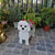 Maltese Dog Planter